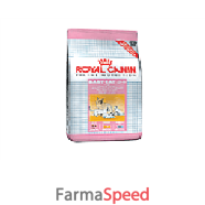 feline hn mother&babycat34