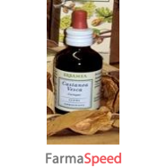 castanea vesca gemme gd bio